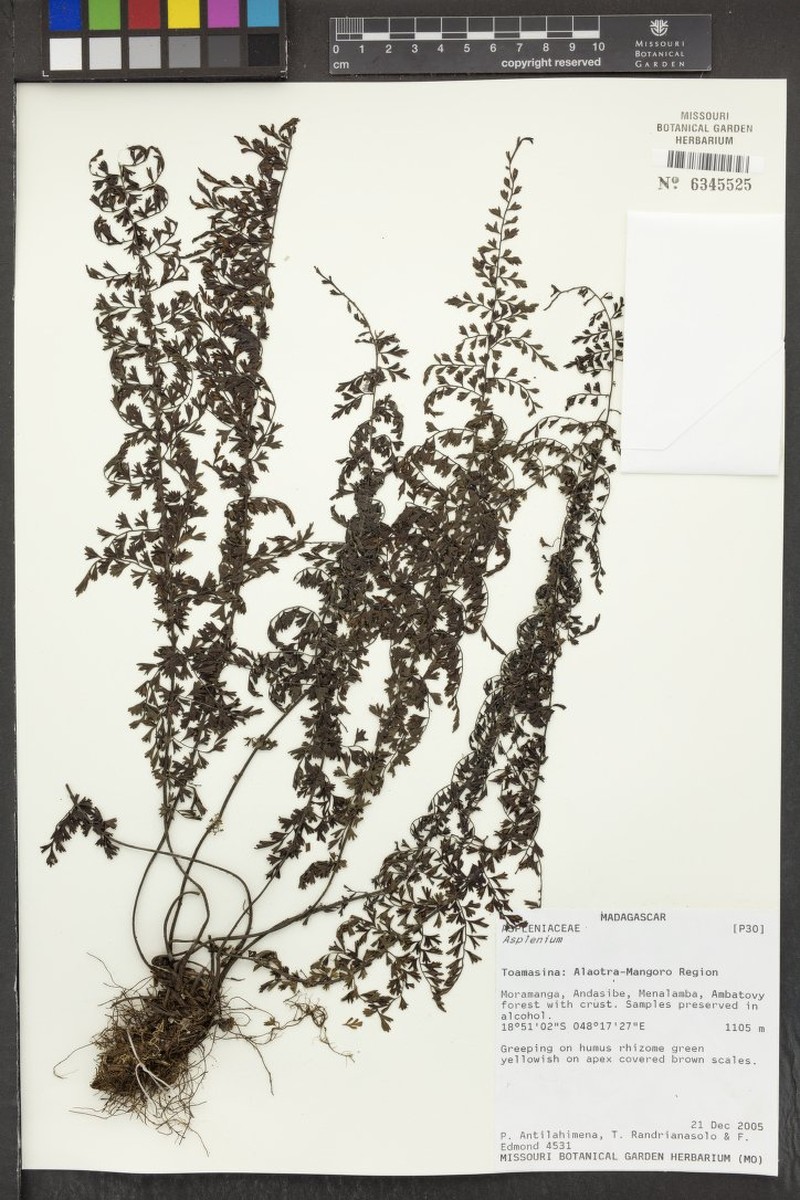 Asplenium apertum photo 2