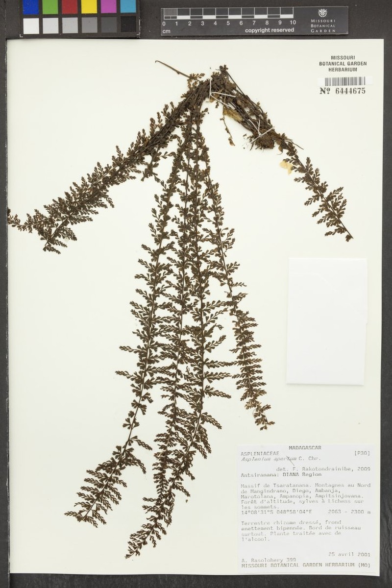 Asplenium apertum photo 3