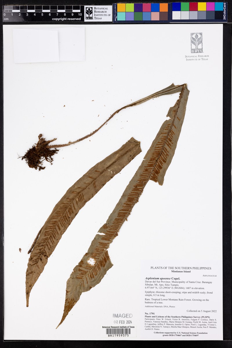 Asplenium apoense photo 4
