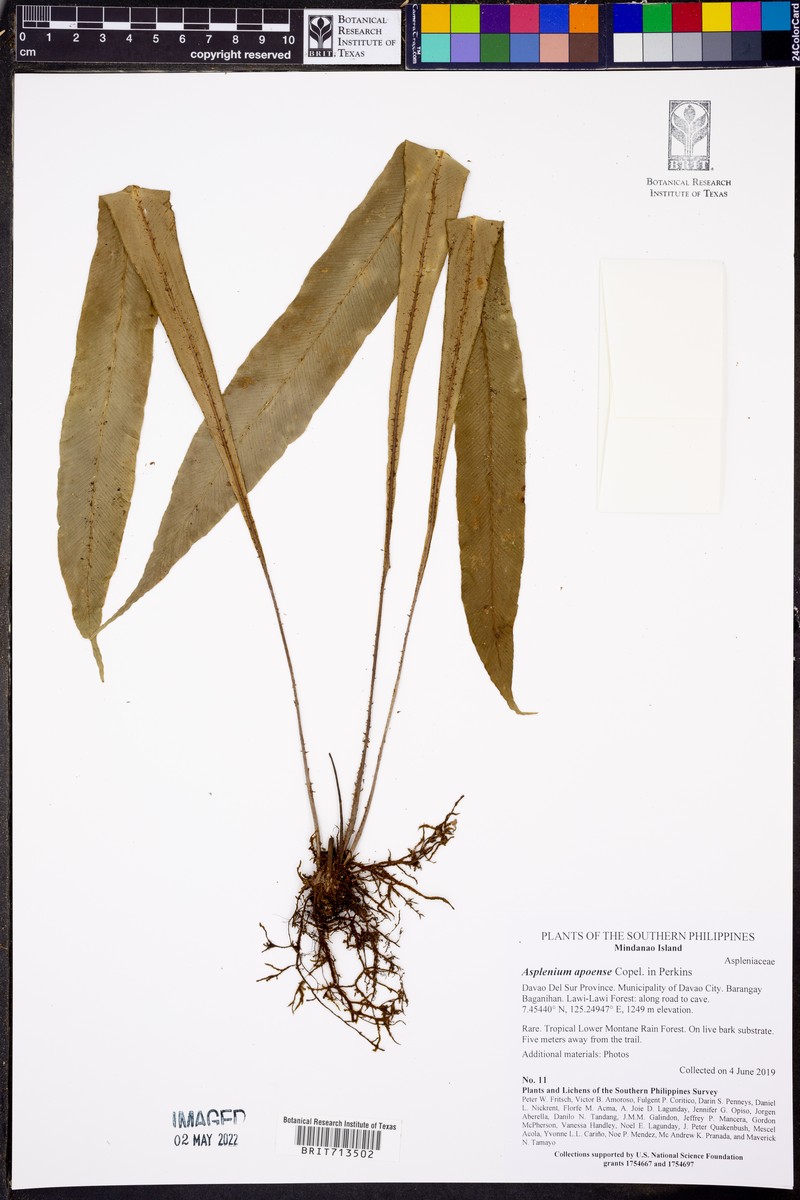 Asplenium apoense photo 5