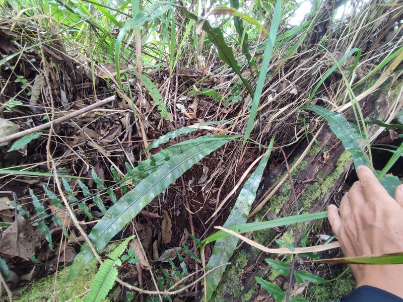 Asplenium apoense photo 2
