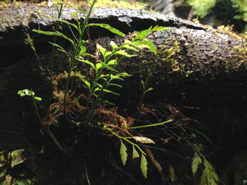 Asplenium appendiculatum