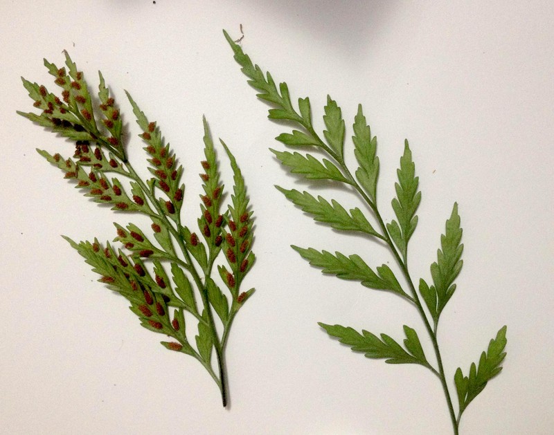 Asplenium appendiculatum photo 2