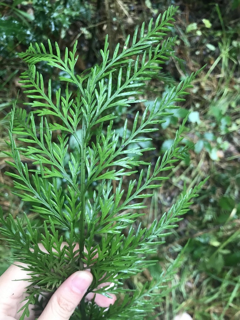 Asplenium appendiculatum photo 3
