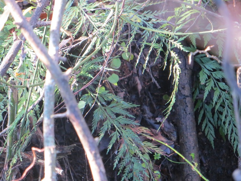 Asplenium appendiculatum photo 4