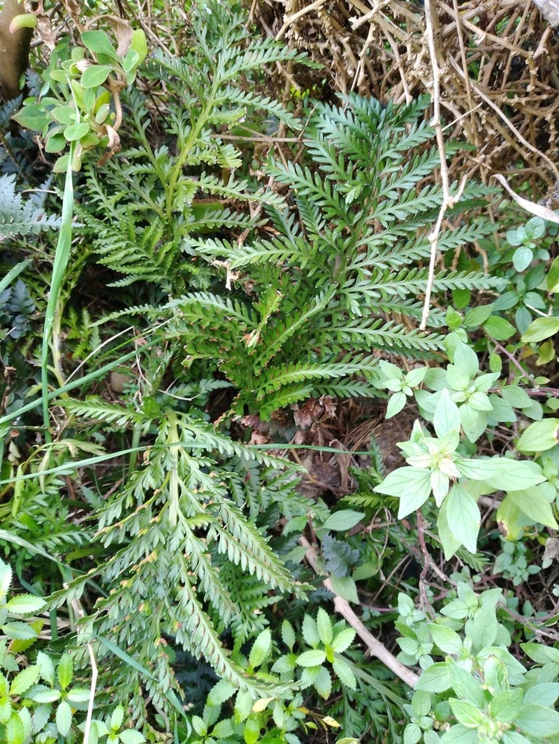 Asplenium appendiculatum photo 5