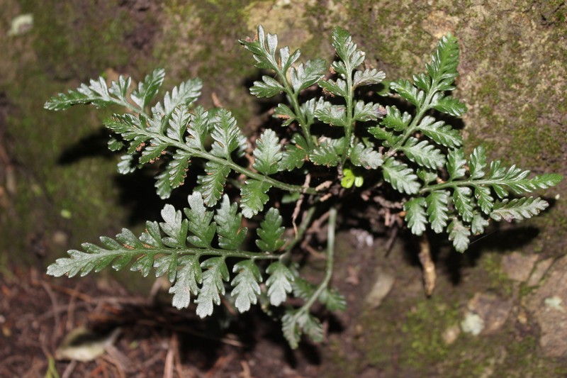 Asplenium appendiculatum photo 6