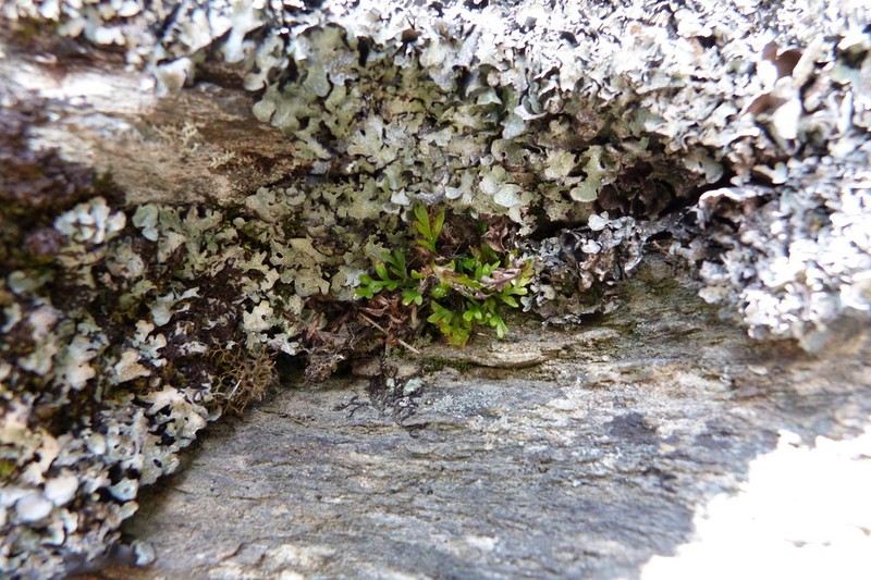 Asplenium appendiculatum photo 7