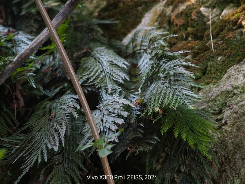 Asplenium appendiculatum subsp. appendiculatum