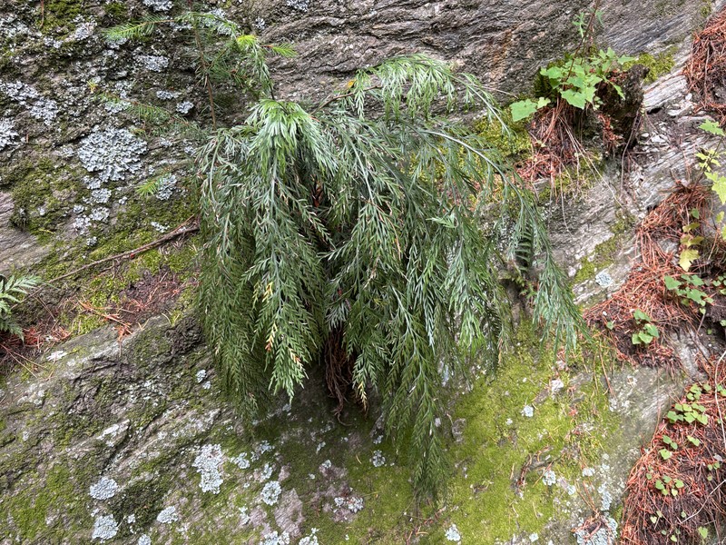 Asplenium appendiculatum subsp. appendiculatum photo 2