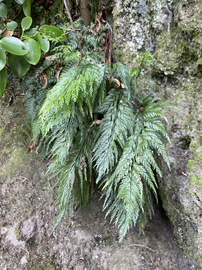 Asplenium appendiculatum subsp. appendiculatum photo 3