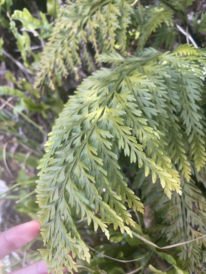 Asplenium appendiculatum subsp. appendiculatum photo 4