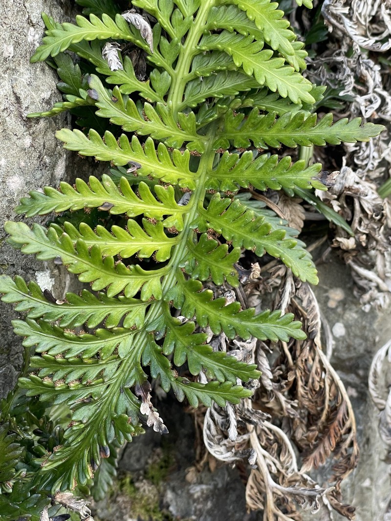 Asplenium appendiculatum subsp. maritimum