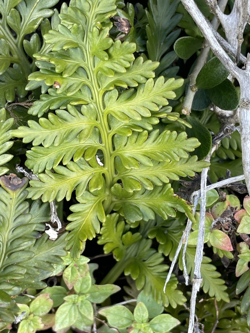 Asplenium appendiculatum subsp. maritimum photo 2