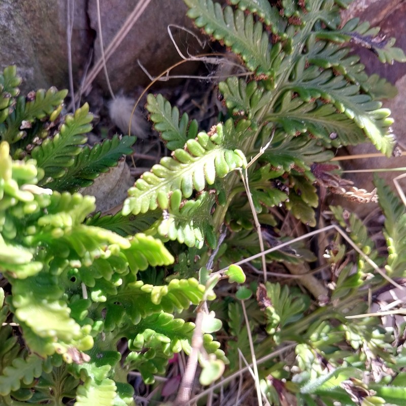 Asplenium appendiculatum subsp. maritimum photo 3
