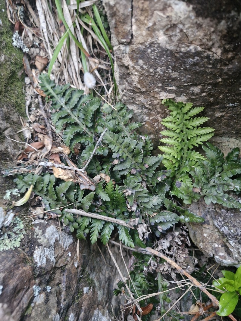 Asplenium appendiculatum subsp. maritimum photo 4