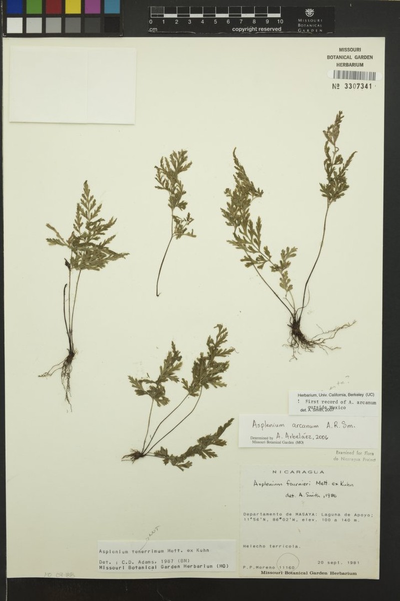 Asplenium arcanum