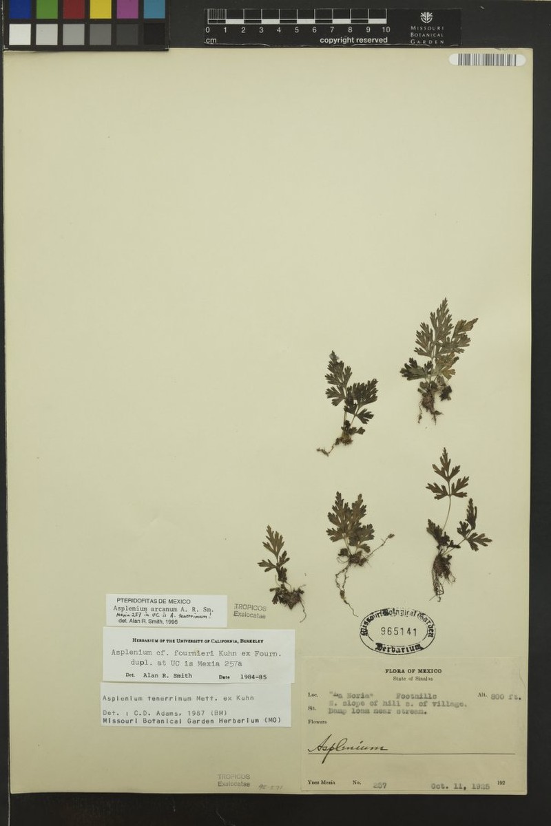 Asplenium arcanum photo 2