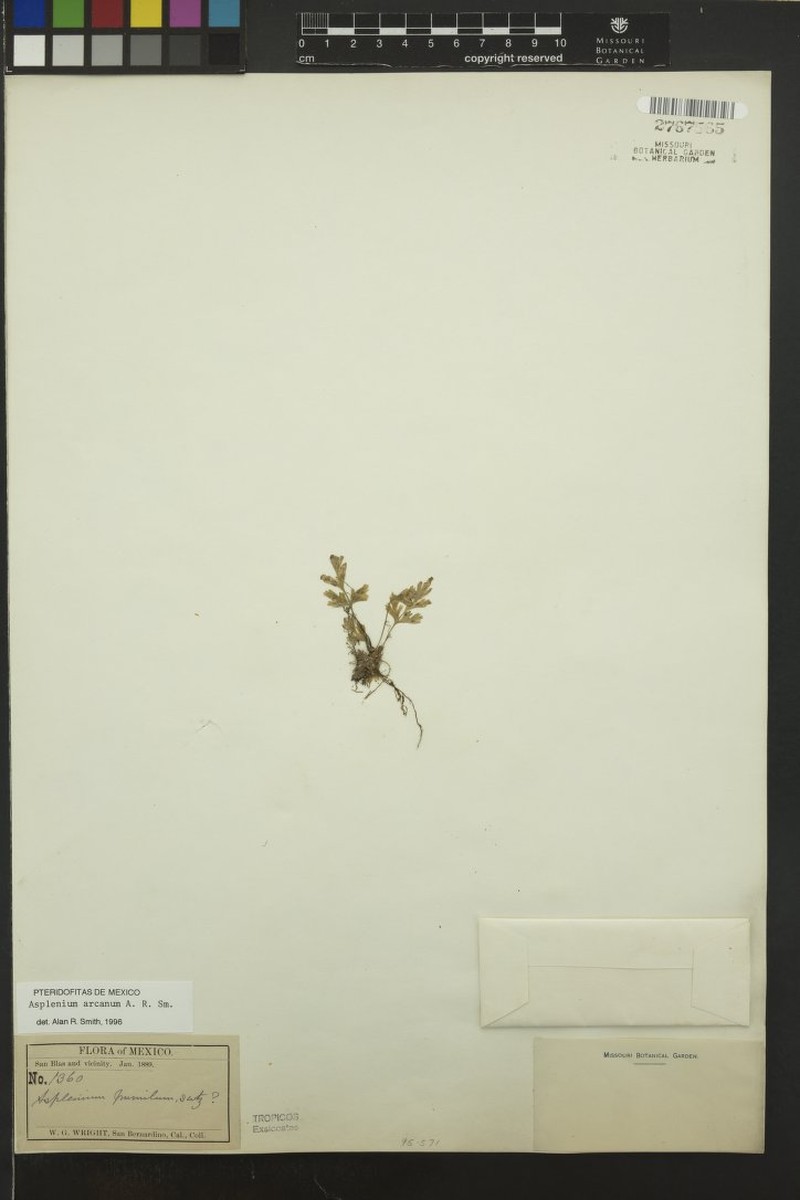 Asplenium arcanum photo 3