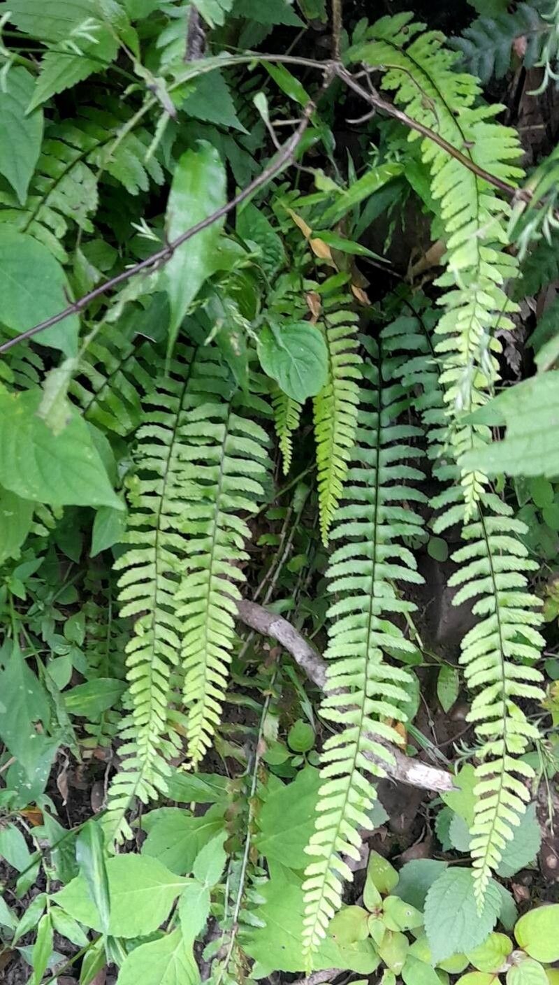 Asplenium argentinum photo 2