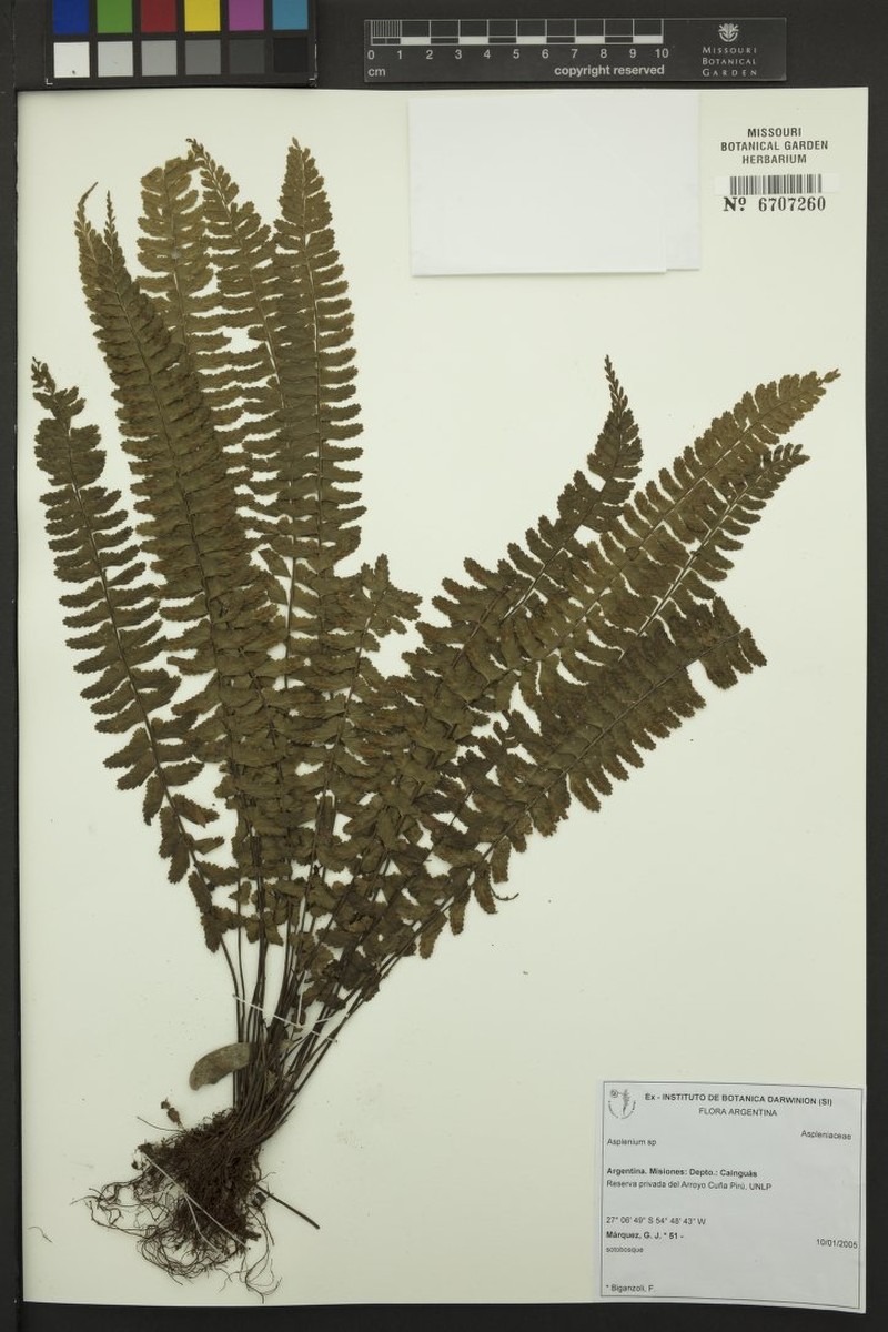 Asplenium argentinum photo 3
