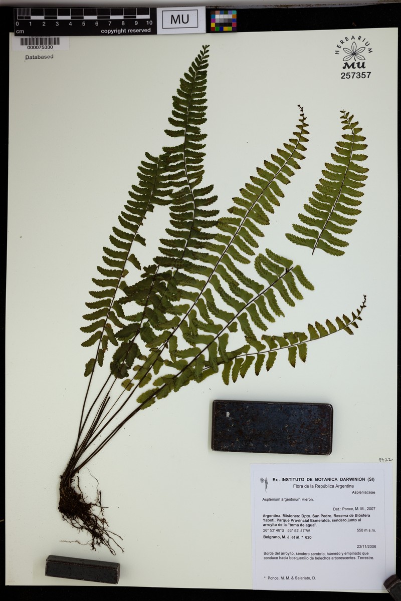Asplenium argentinum