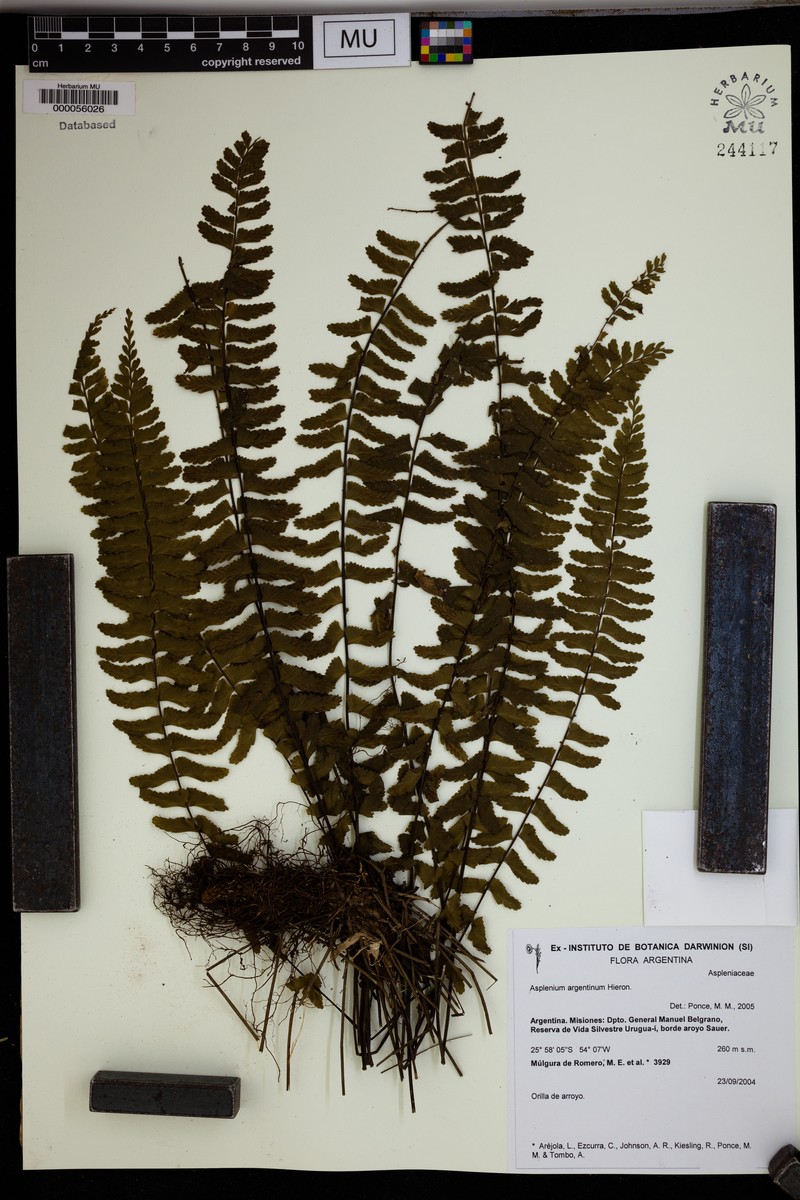 Asplenium argentinum photo 2