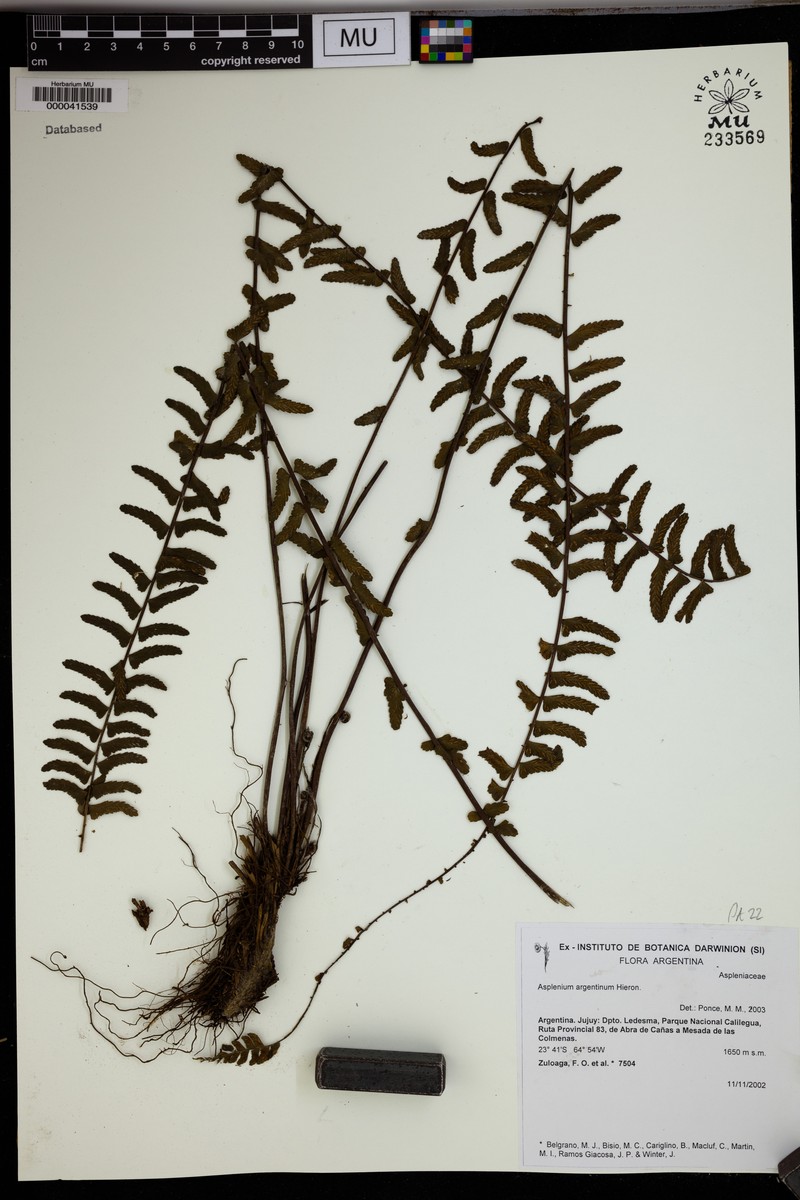 Asplenium argentinum photo 3