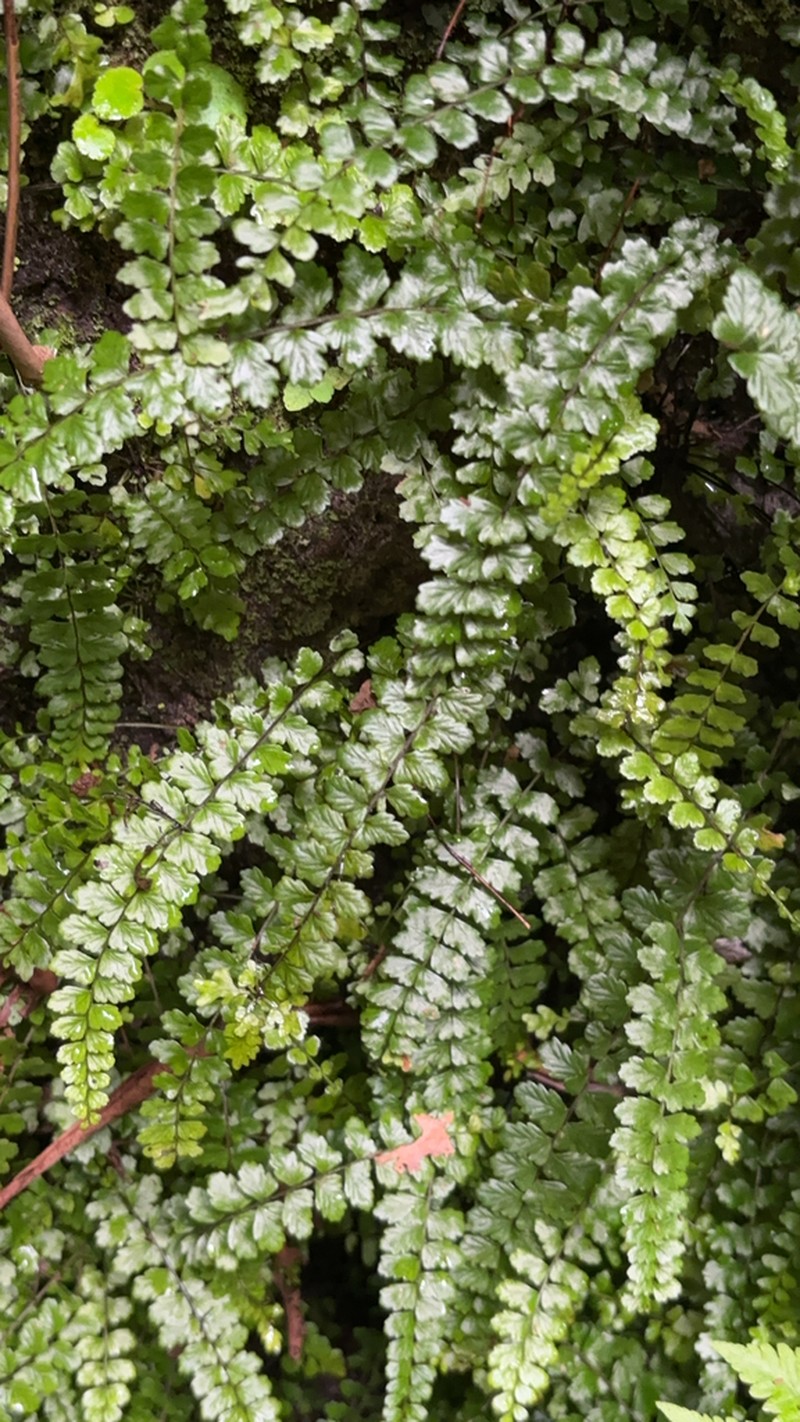 Asplenium ascensionis photo 5
