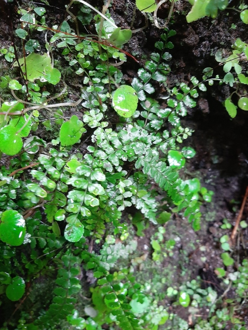 Asplenium ascensionis photo 6