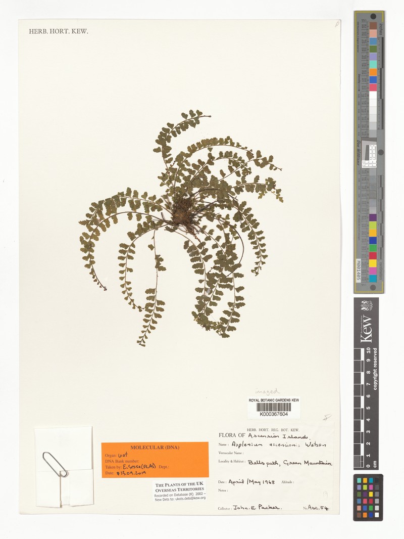 Asplenium ascensionis photo 7