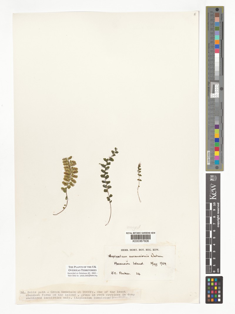 Asplenium ascensionis photo 8
