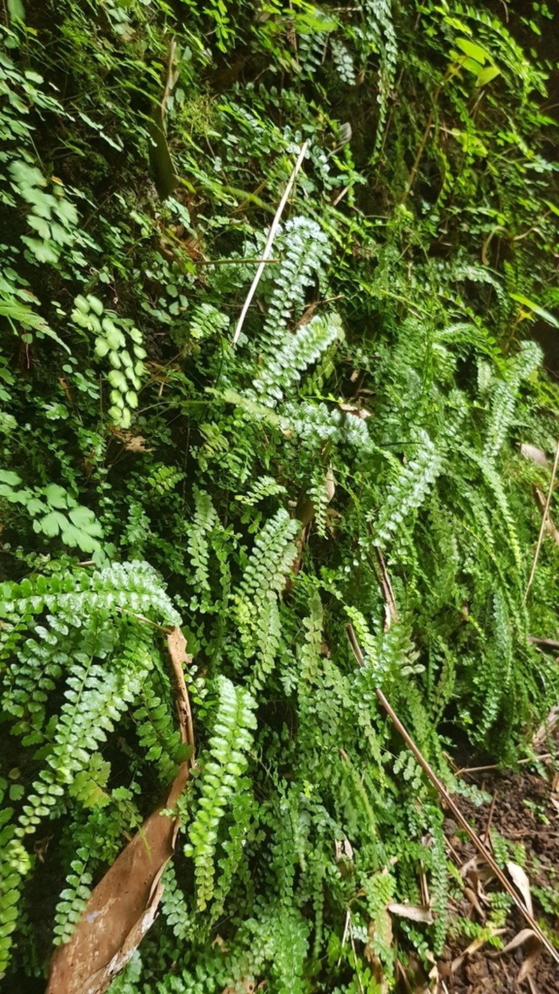 Asplenium ascensionis