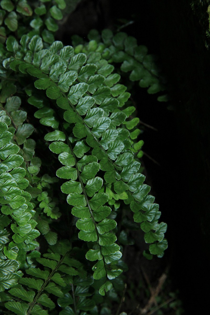 Asplenium ascensionis photo 2