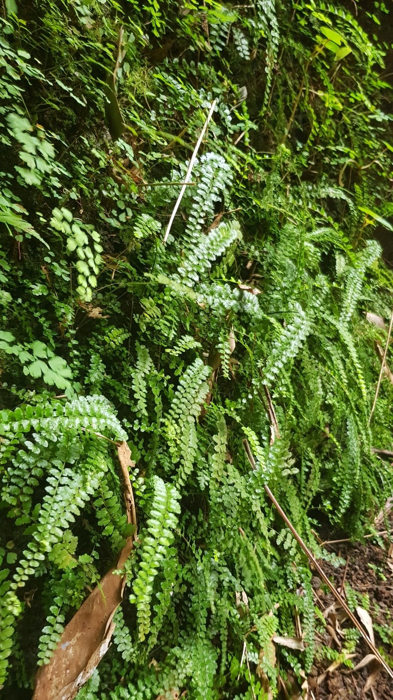 Asplenium ascensionis photo 4
