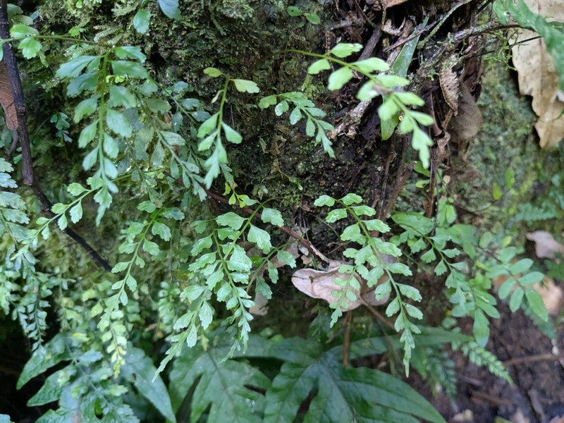 Asplenium athertonense