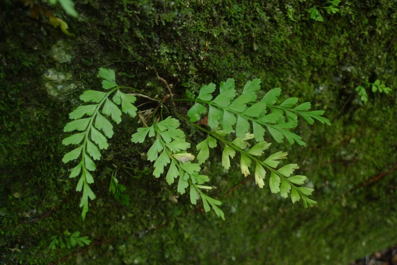 Asplenium athertonense photo 2