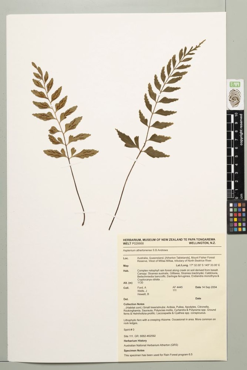 Asplenium athertonense photo 3