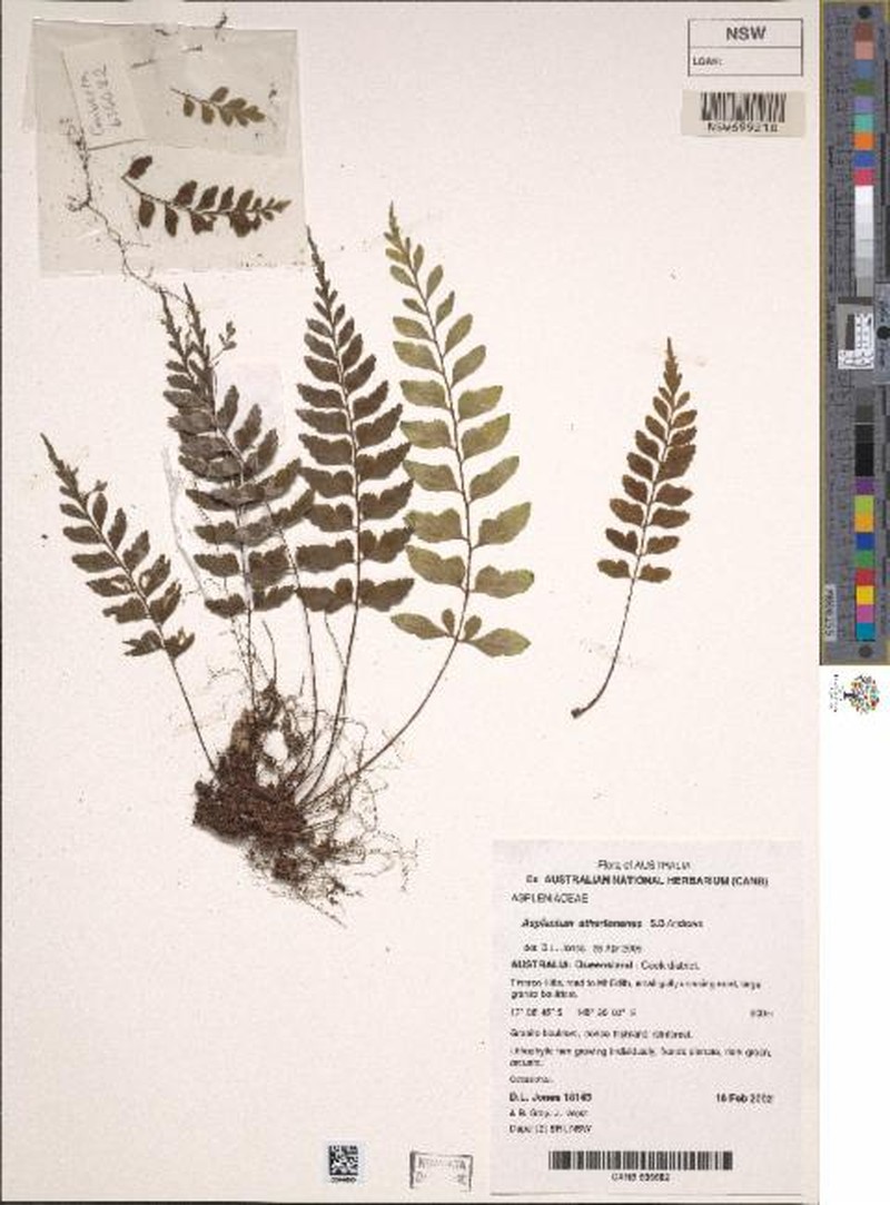 Asplenium athertonense photo 4