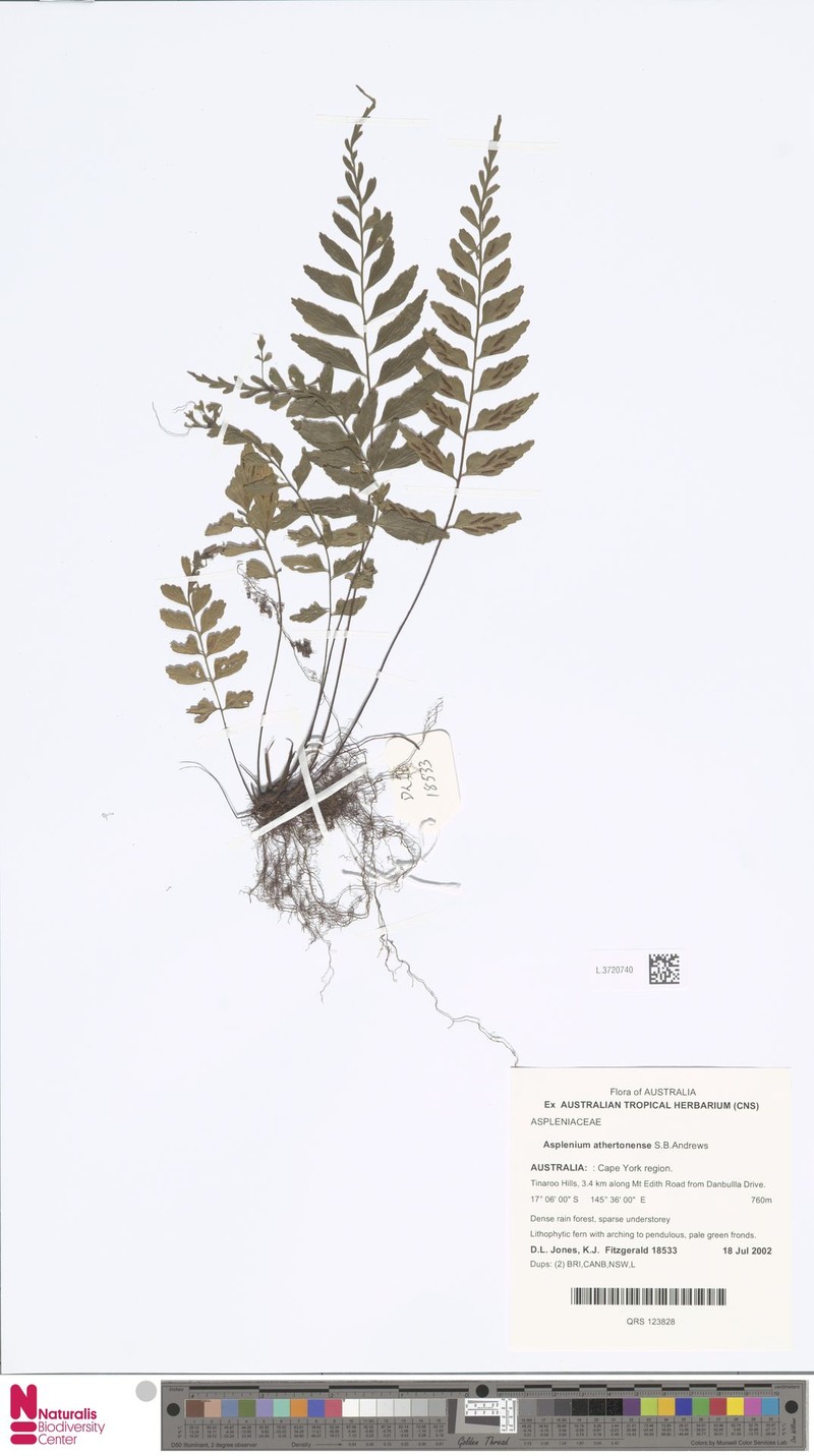 Asplenium athertonense photo 5