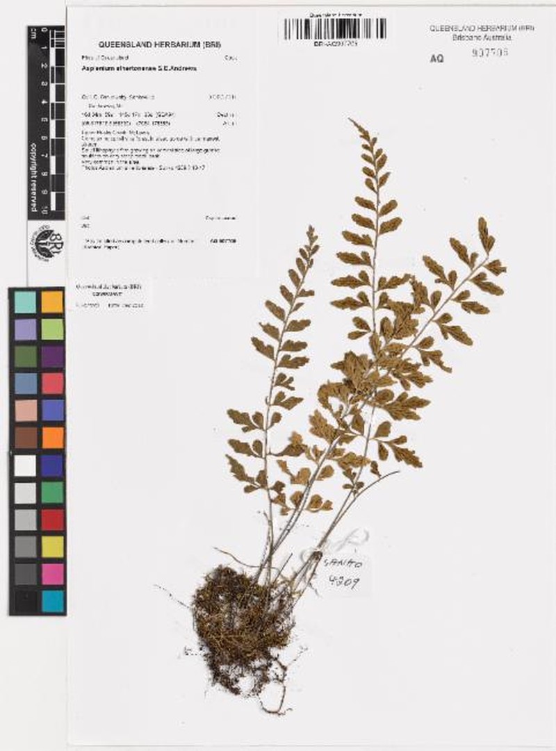 Asplenium athertonense