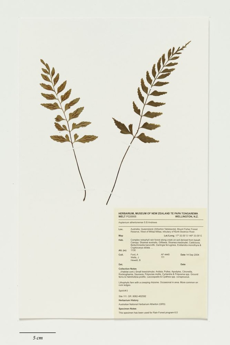 Asplenium athertonense photo 2