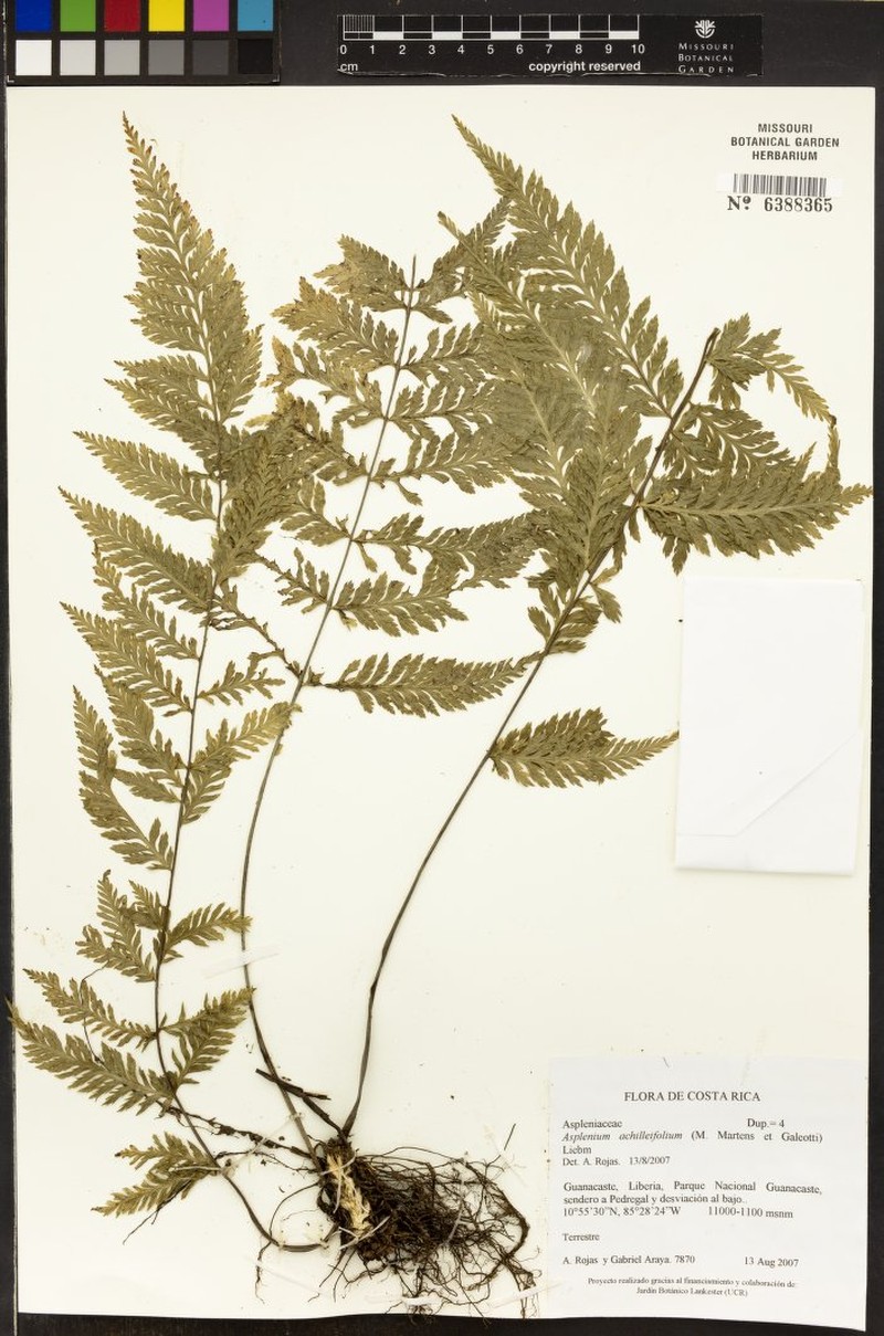Asplenium athyrioides