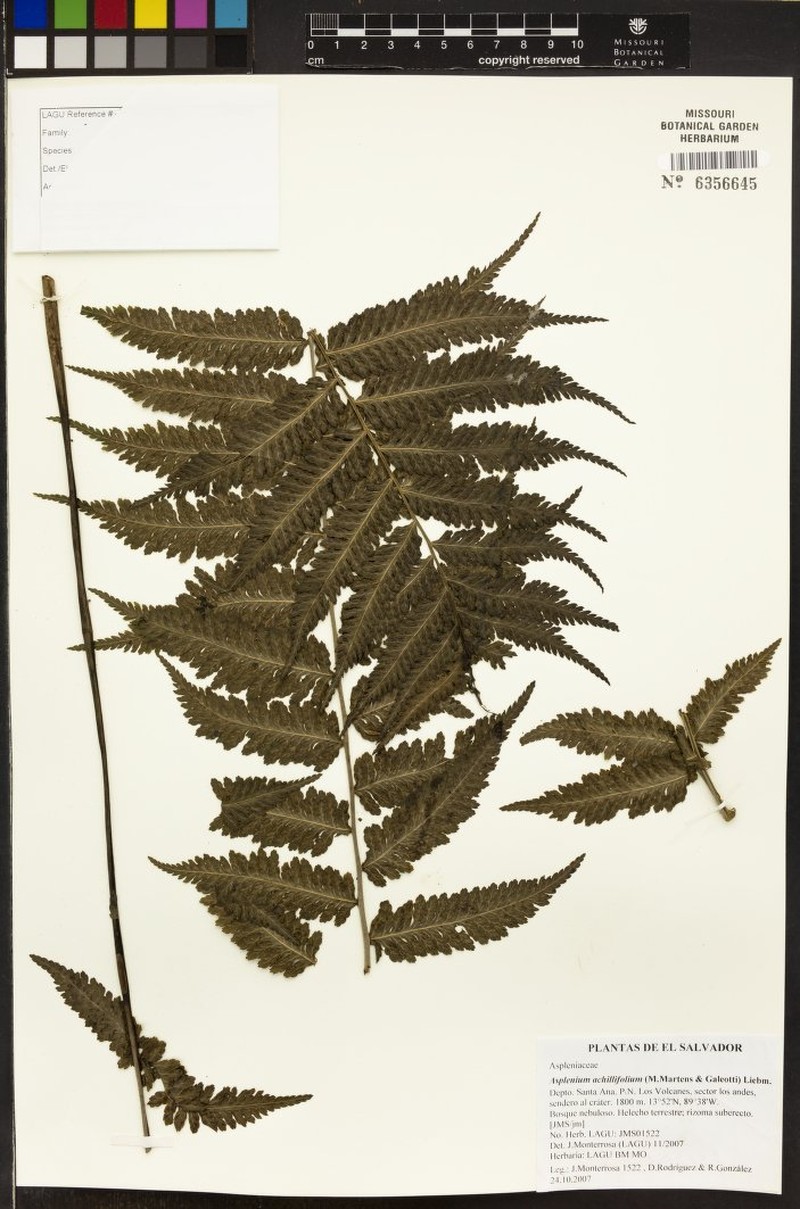 Asplenium athyrioides photo 2