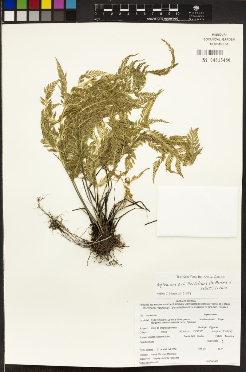 Asplenium athyrioides photo 3