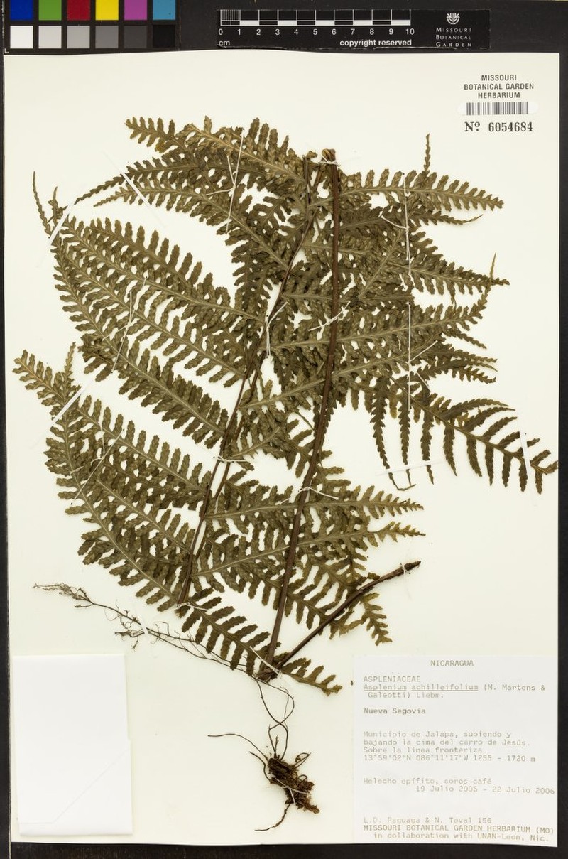 Asplenium athyrioides photo 4