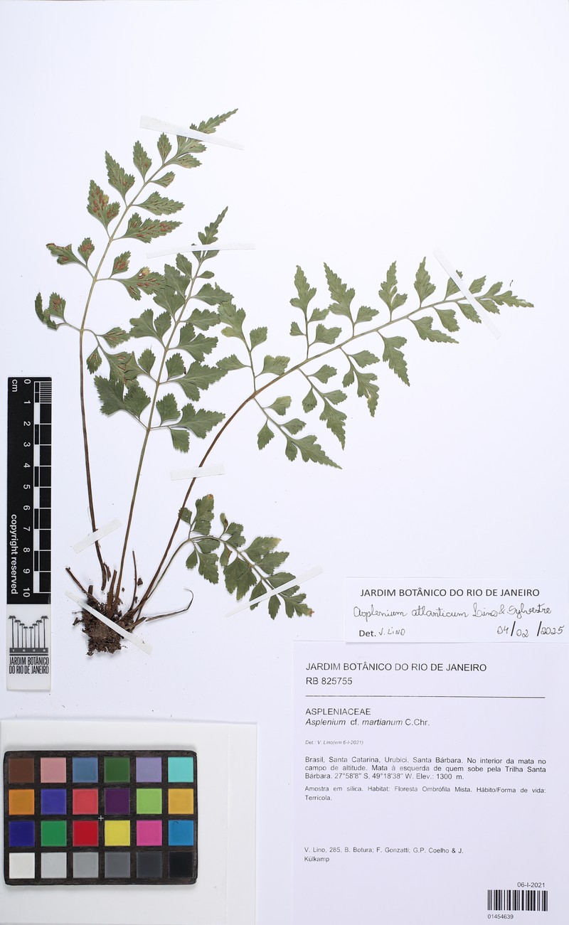 Asplenium atlanticum