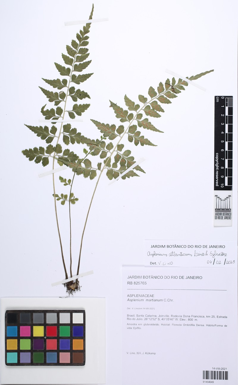 Asplenium atlanticum photo 2
