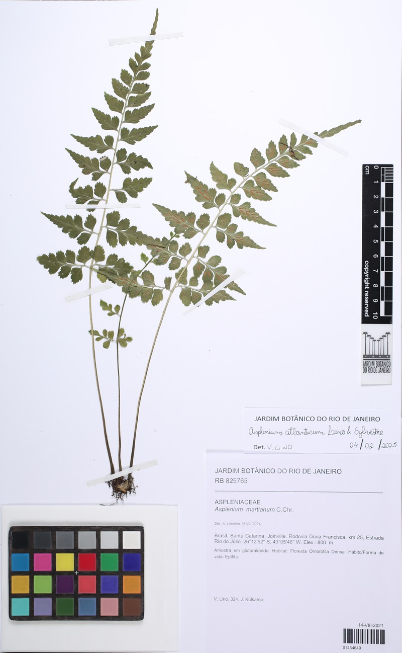 Asplenium atlanticum photo 3