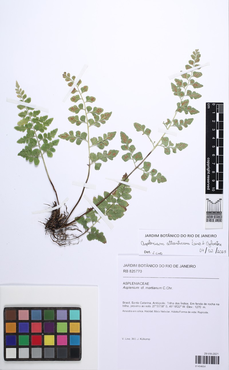 Asplenium atlanticum photo 4